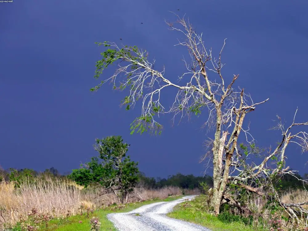 A restored coastal wetland and marsh grass